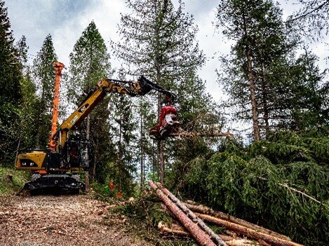 Forst Vorführung in Tamins
